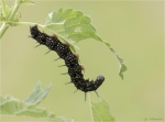Raupe_vom_Tagpfauenauge-30_05_2017.jpg