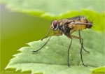 Raupenfliege-Dexiosoma_canina-2013.jpg