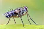 Raupenfliege-Dexiosoma_canina.jpg