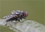 Raupenfliege-Drino_lota.jpg