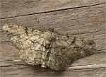 Rauten-Rindenspanner-Peribatodes_rhomboidaria-03_08_2017-maennlich.jpg