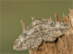 Rauten-Rindenspanner-peribatodes_rhomboidaria-Weibchen.jpg