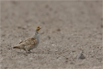 Rebhuhn-Partridge.jpg