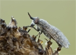 Regenbremse-Haematopota_pluvialis-07_08_2016.jpg