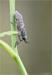 Regenbremse-Haematopota_pluvialis.jpg