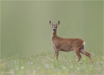 Reh-roe_deer.jpg