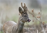 Rehbock-Capreolus_capreolus-2011.jpg
