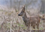 Rehbock-Capreolus_capreolus.jpg
