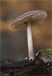 Rehbrauner_Dachpilz-Pluteus_cervinus.jpg