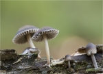 Rillstieliger_Helmling-29_10_2011.jpg