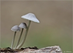 Rillstieliger_Helmling-Mycena_polygramma-2014.jpg