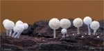 Rinden_Postament-Helmling-Mycena_clavularis.jpg