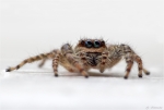 Rinden_Springspinne-Marpissa_muscosa.jpg