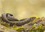 Ringelnatter-Natrix_natrix-26_04_2017.jpg