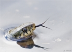 Ringelnatter-Natrix_natrix-27_03_2015.jpg