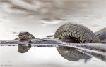 Ringelnatter-Natrix_natrix-Maerz_2015.jpg