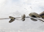 Ringelnatter-Natrix_natrix-im_Wasser.jpg