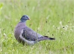 Ringeltaube-Columba_palumbus-auf_der_Wiese.jpg