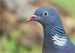 Ringeltaube-Portrait.jpg