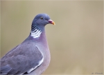Ringeltaube-wood_pigeon-13_07_2015.jpg