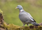 Ringeltaube-wood_pigeon-16_04_2016.jpg