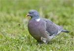 Ringeltaube-wood_pigeon.jpg