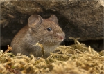Roetelmaus-Myodes_glareolus-09_08_2016.jpg