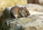 Roetelmaus-Myodes_glareolus-19_09_2016.jpg