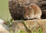 Roetelmaus-Myodes_glareolus-27_04_2017.jpg