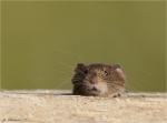 Roetelmaus-Myodes_glareolus-Juli_2017.jpg