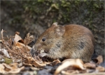 Roetelmaus-Myodes_glareolus.jpg