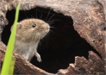 Roetelmaus-mit_Blick_aus_ihrem_Kuechenfenster.jpg