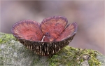 Roetender_Blaetterwirrling-Daedaleopsis_confragosa.jpg
