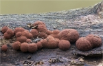 Roetliche_Kohlenbeere-Hypoxylon_fragiforme.jpg