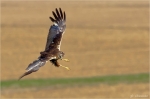 Rohrweihe-marsh_harrier.jpg
