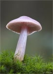 Rosa_Rettich-Helmling-Mycena_rosea.jpg