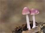 Rosa_Rettich-Helmlinge-Mycena_rosea-01_11.jpg