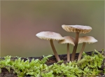 Rosablaettriger_Helmling-Mycena_galericulata.jpg