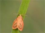 Rosen-Flechtenbaerchen-Miltochrista_miniata.jpg