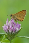 Rostfarbiger_Dickkopffalter-Ochlodes_sylvanus.jpg