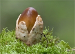 Rotbrauner_Scheidenstreifling-Amanita_fulva.jpg