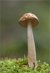 Rotbrauner_Scheidenstreifling-August_2014.jpg