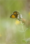 Rotbraunes_Ochsenauge-2012.jpg