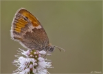 Rotbraunes_Ochsenauge-Pyronia_tithonus-16_08_2014.jpg