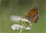 Rotbraunes_Ochsenauge-Pyronia_tithonus-2011.jpg