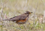 Rotdrossel-Redwing-Turdus_iliacus.jpg