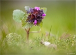 Rote_Taubnessel-Lamium_purpureum-Maerz_2015.jpg