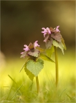 Rote_Taubnessel-Lamium_purpureum.jpg