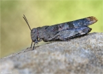Rotfluegelige_Oedlandschrecke-Oedipoda_germanica.jpg