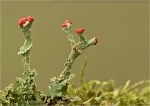 Rotfruechtige_Saeulenflechte-Cladonia_macilenta-18_12_2016.jpg